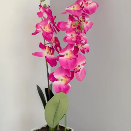 Апартаменты Obv 2304 Пила